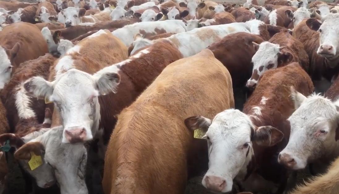 День победы над коронавирусом откладывается из-за спекулянтов медицинскими масками