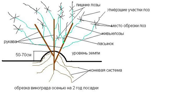 Как лозы винограда сделать виноград