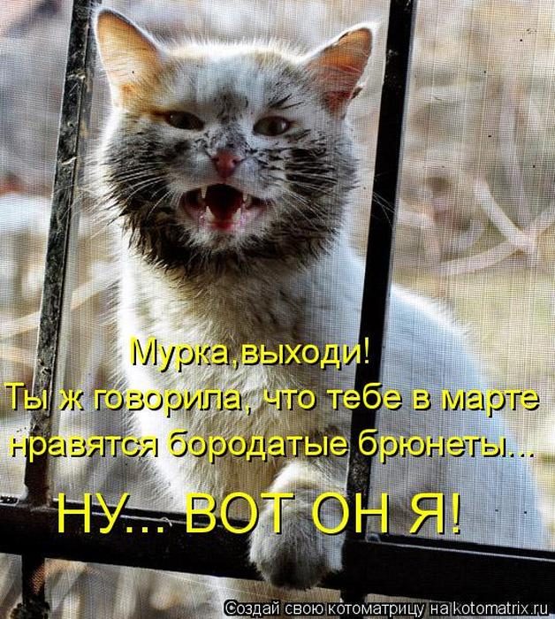 Лучшие котоматрицы недели