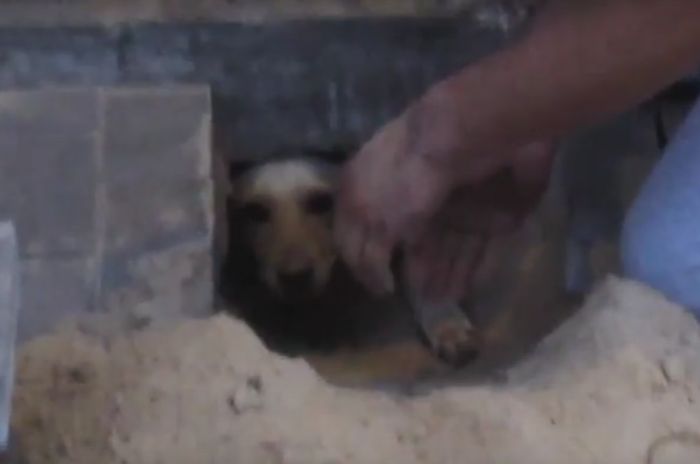 В Воронеже спасли собаку, которую заживо замуровали рабочие