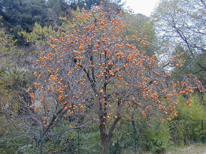 800px-200412_-_Plaqueminier_et_ses_kakis[1] (700x525, 156Kb)