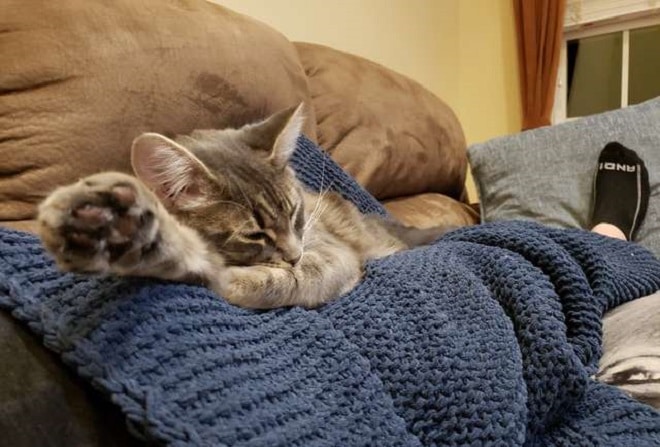 Кошка вытянула лапу Кошка лежит на пледе