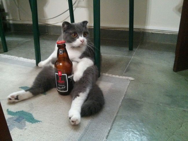 Сидячие коты