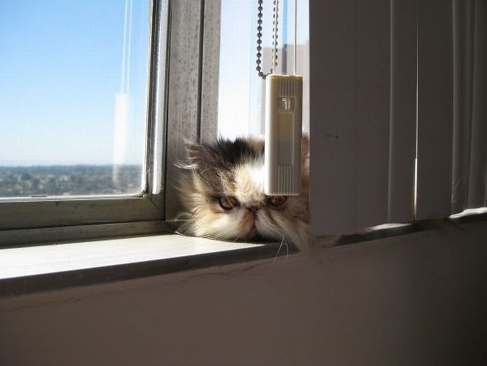 Кошки в засаде