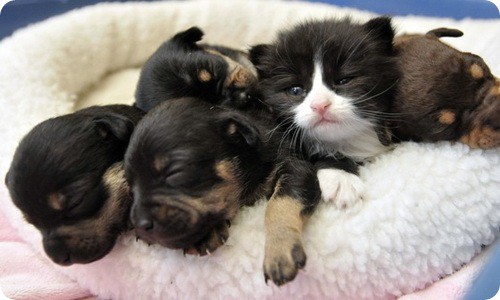 Кошки и собаки. Враги или друзья? животные, коты, кошки и собаки, прикол