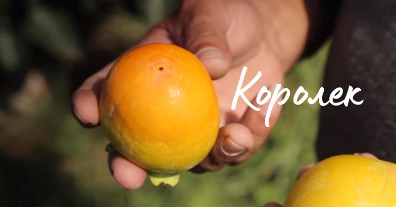 все виды хурмы