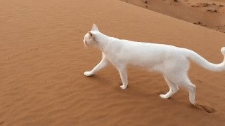 Кошки ставят задние лапы на отпечатки передних, так они минимизируют следы и шум интересно, любопытно, обо всем на свете, полезно, прикольно, факты, фото