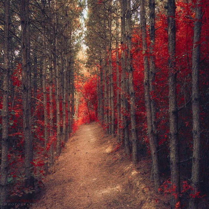 Роскошный осенний лес в фотографиях Ildiko Neer