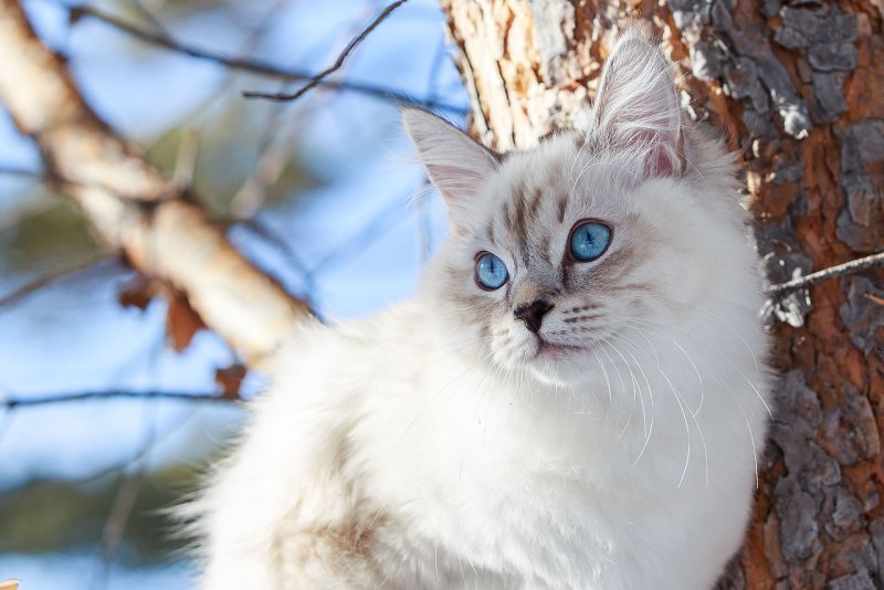 «Хулиган мохнатый!»: россиян в Сети насмешила история про кота, которого по ошибке отправили почтой