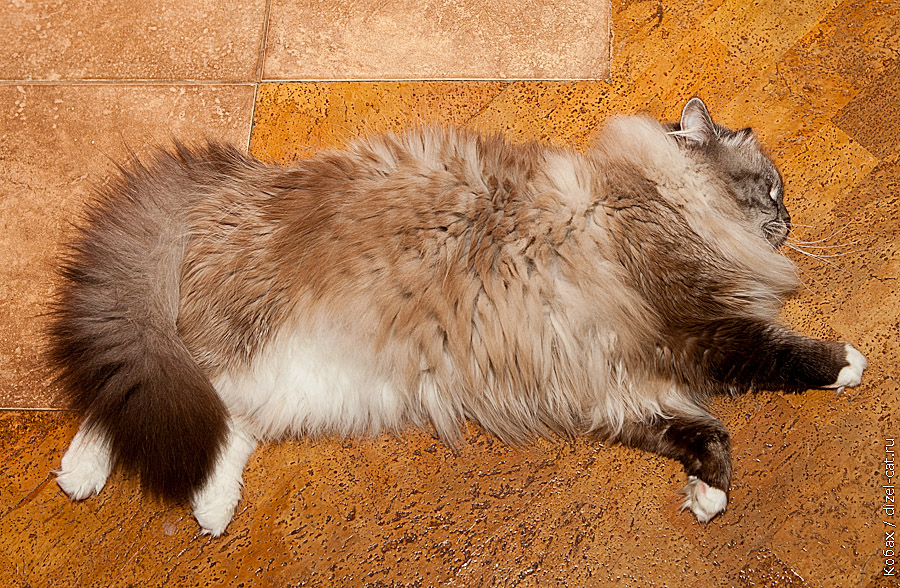 истории про кота