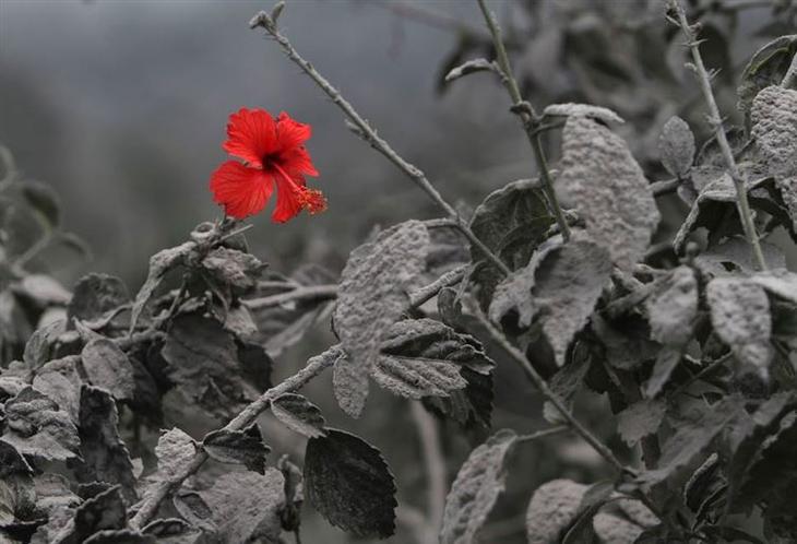 Это выглядит как талантливый фотошоп, но на самом деле это реальное фото. Это фото цветка гибискуса, раскрывшегося после того, как вулканический пепел покрыл всё вокруг. Дело происходит в Индонезии.