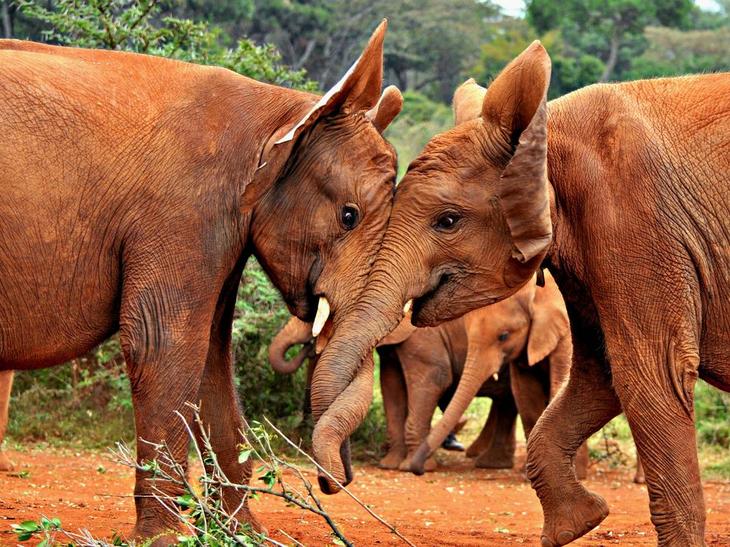 Слоны в Национальном парке Найроби, Кения
