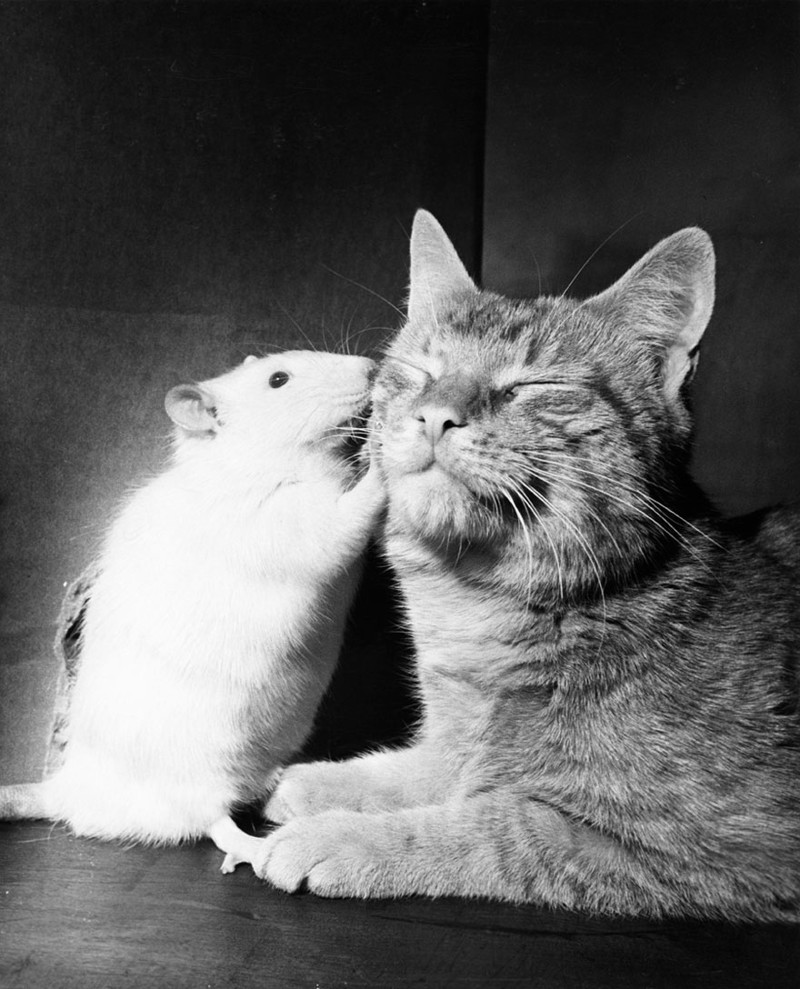 27. Кот и белая крыса живут в мире. Апрель 1964 national geographic, история, природа, фотография