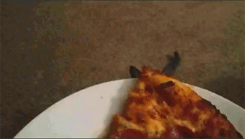 животные, пицца, юмор