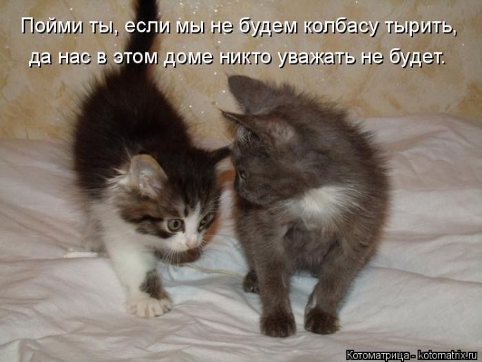 Лучшие котоматрицы прошедшей недели