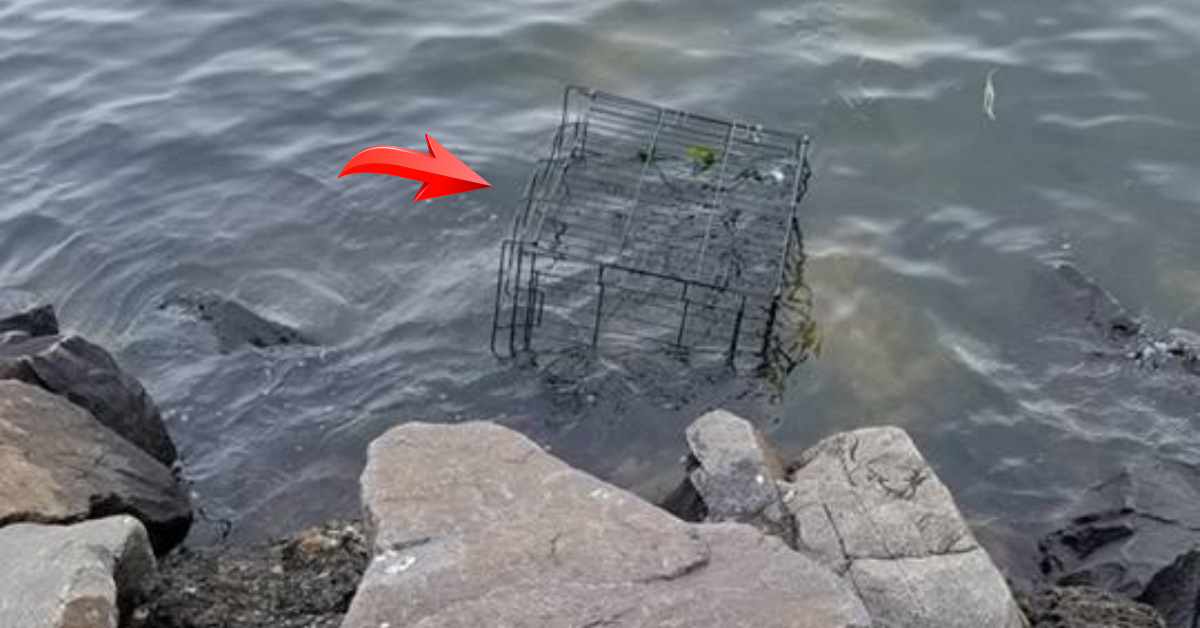 спасение животного из воды клетка в воде