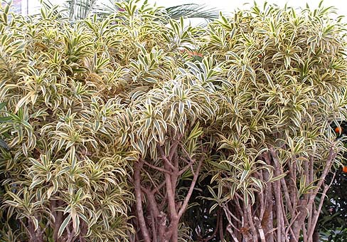 Драцена (Dracaena) Драцена (Dracaena)