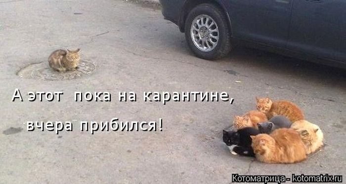 Лучшие котоматрицы недели