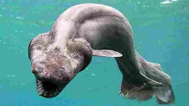 3. Плащеносная акула (Frilled shark) 3. Плащеносная акула (Frilled shark) животные, факты