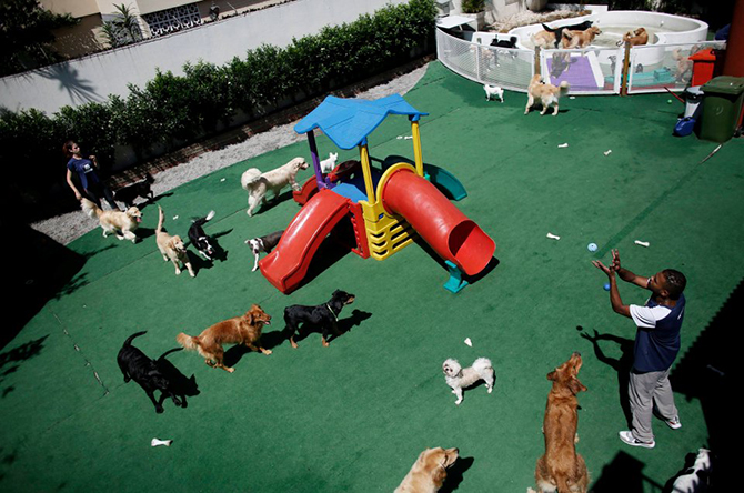 Детский сад для… собак