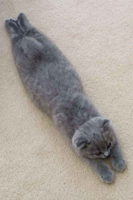 Scottish Fold Kitten