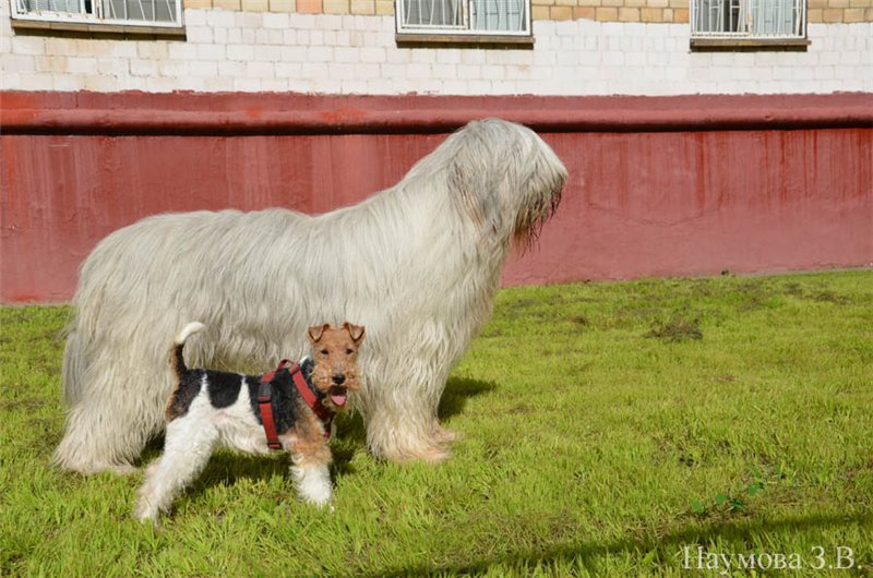 южнорусская овчарка и фокстерьер сравнение размеров пород собак
