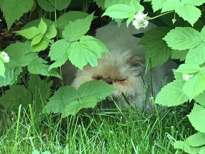 Кошка в траве Кошка в кустах