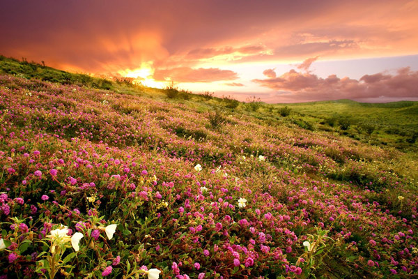 Цветущая пустыня Анца Боррего