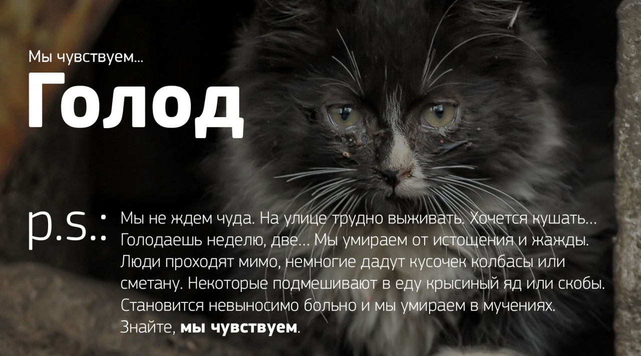 Мы чувствуем
