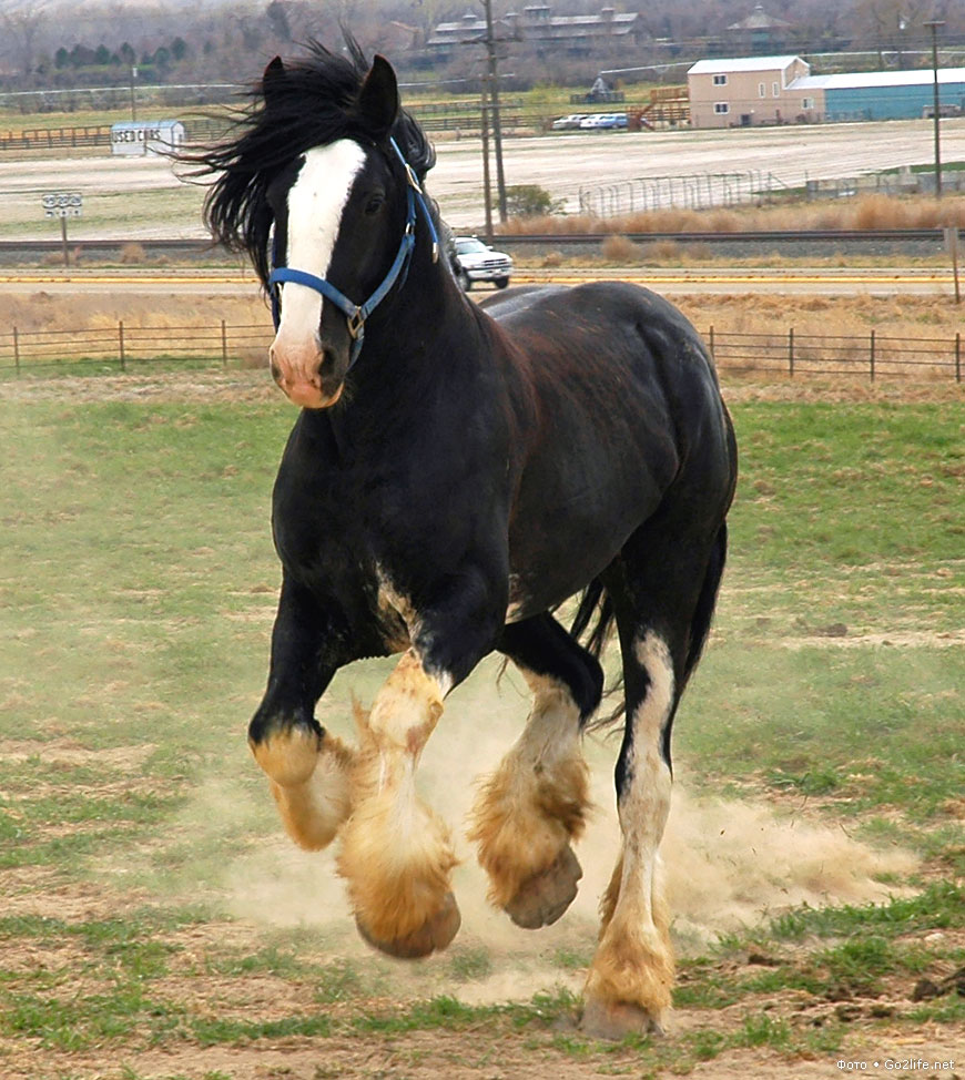 Шайр - самая крупная порода лошадей