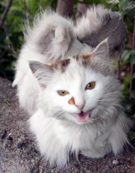 Коты с крыльями! Удивительная кошачья аномалия! Коты с крыльями! Удивительная кошачья аномалия!