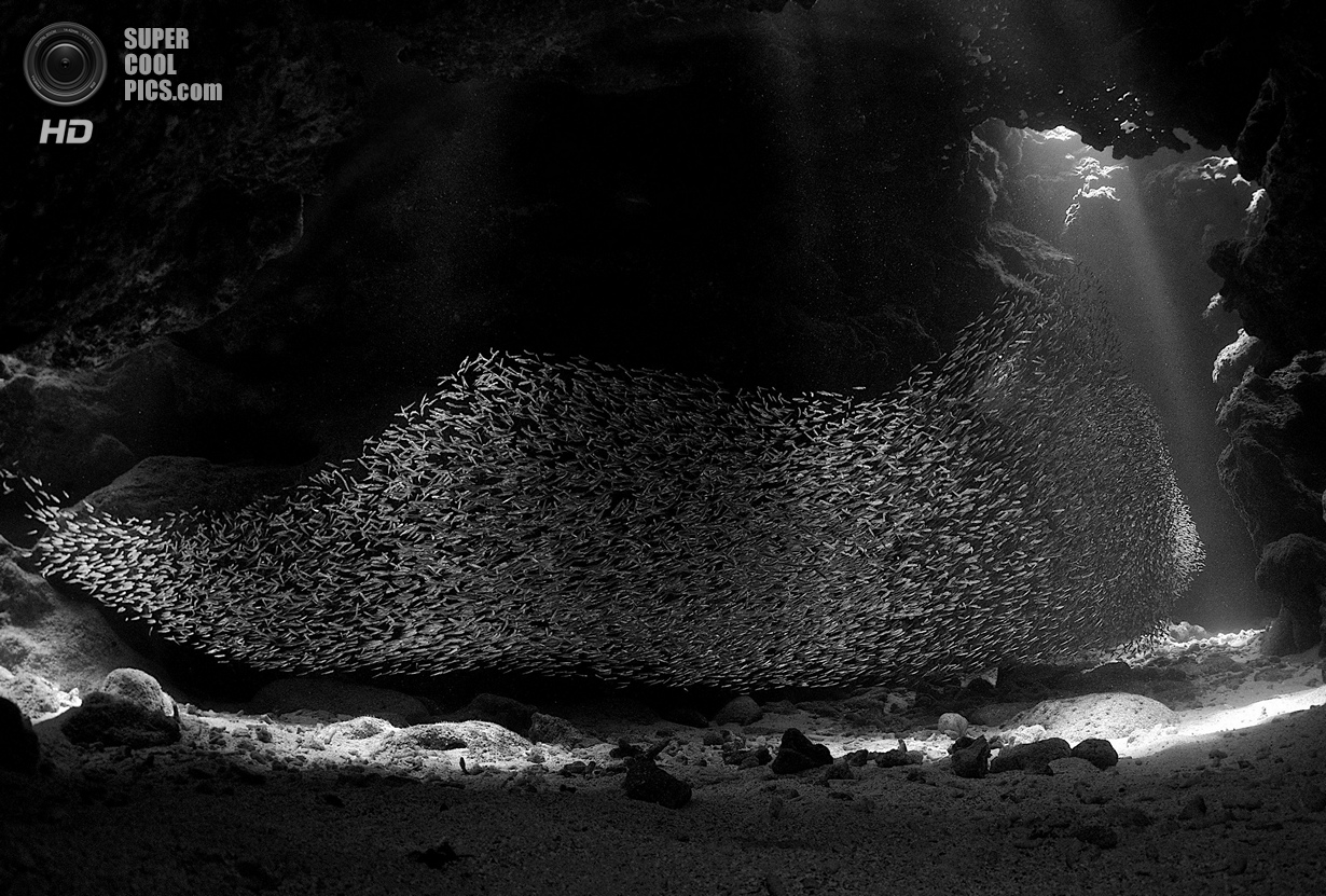 : Wide-angle/Natural Light. 2 . (Ellen Cuylaerts/UnderwaterPhotography.com)