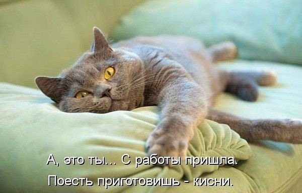 КОТОбудни :) КОТОбудни :)