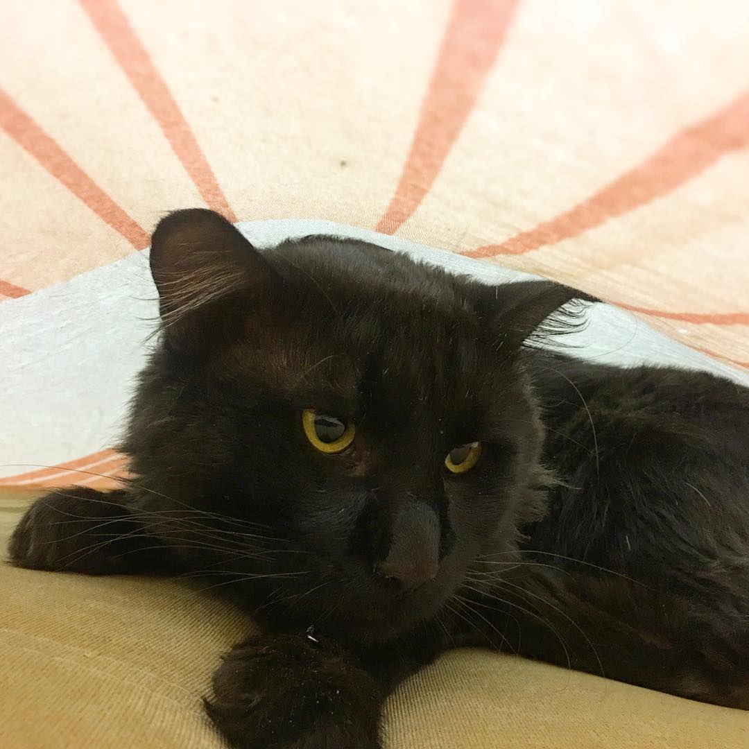 Нехороший кот