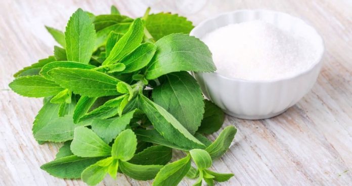 stevia-5