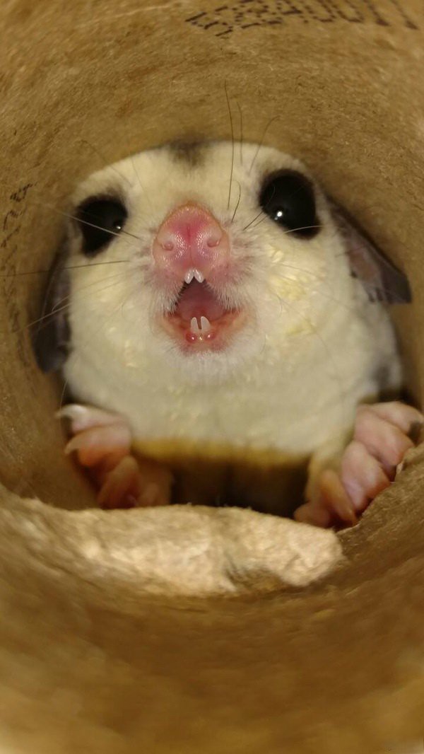 Прикольные животные, которых не плохо кормят животные, коты, прикол, юмор