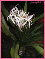 Кринум азиатский (Crinum asiaticum)