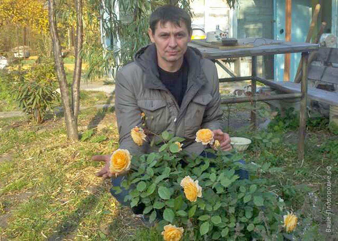 Законы плодородия в нашем саду: личный опыт