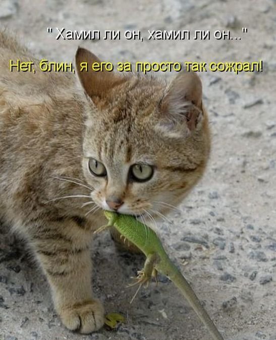 Котоматрица. Часть 2. (45 фото)