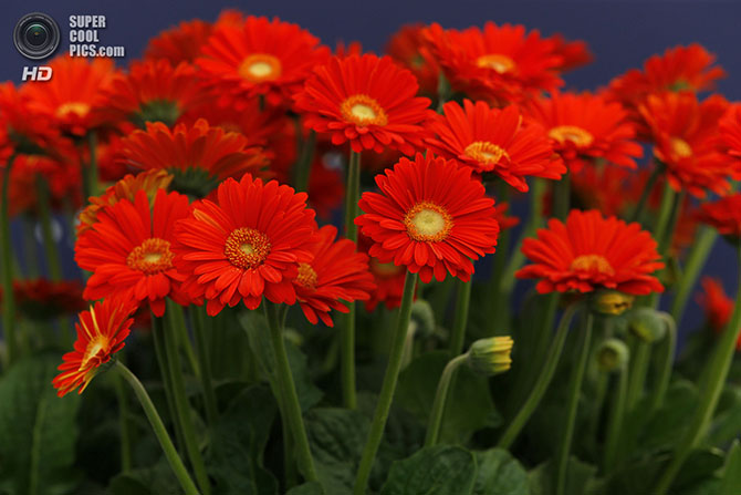 Выставка цветов и ландшафтного дизайна Chelsea Flower Show 2014