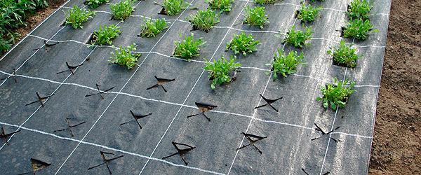 АГРОВОЛОКНО... ЧТО ЖЕ ЭТО ТАКОЕ?