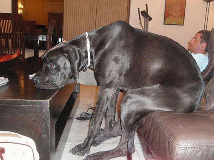 30 неприхотливых собак, которые будут сидеть везде, где им вздумается comfydogs02 30 неприхотливых собак, которые будут сидеть везде, где им вздумается