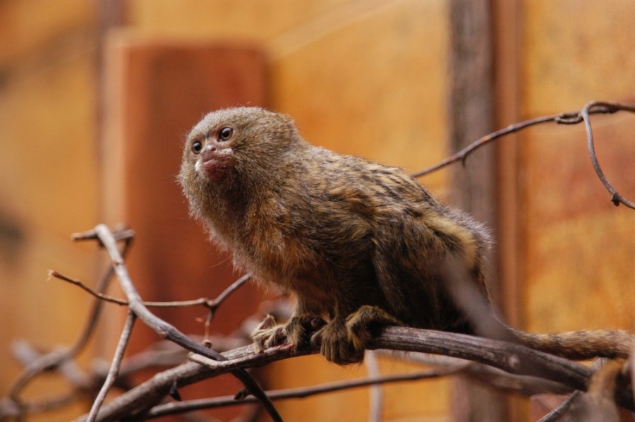 Карликовая мартышка – самая маленькая обезьянка