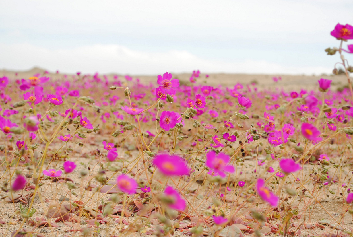«Цветущая пустыня». Феномен наблюдается в самой засушливой пустыне мира — Атакаме. Цветение местных растений происходит в период более увлажнённых годов и только во время климатической весны (между сентябрём и ноябрём). (Joselyn Anfossi Mardones)