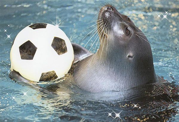 Шоу байкальских нерп Байкальская нерпа – самый известный обитатель Байкала, потрясающие создания!