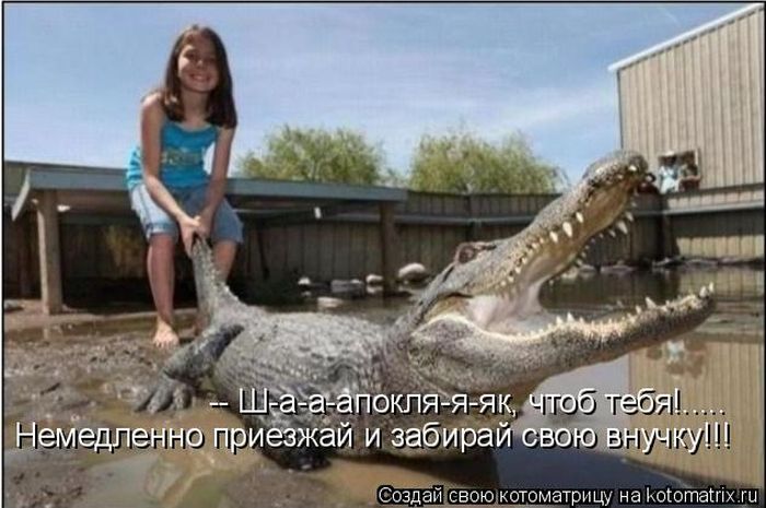 Лучшие котоматрицы недели (50 фото)
