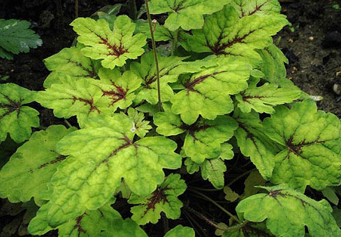 ,  (Tiarella)