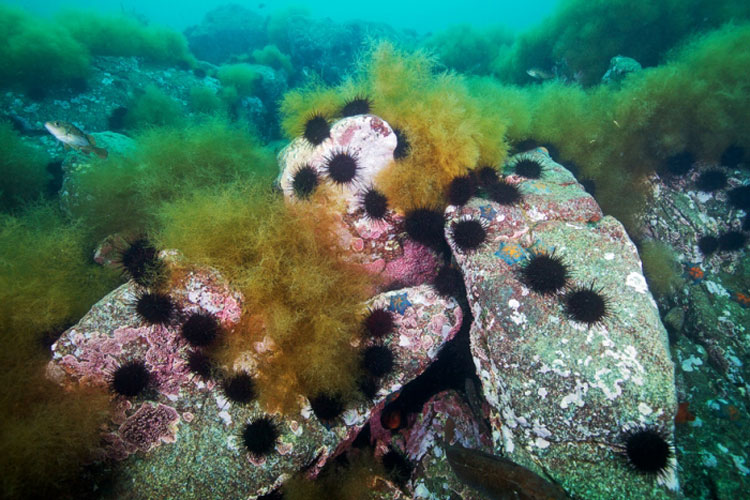 подводный мир