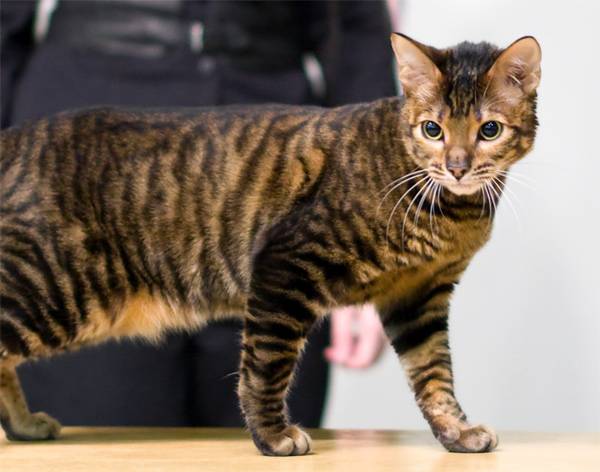 Самые редкие кошки планеты Самые редкие породы кошек
