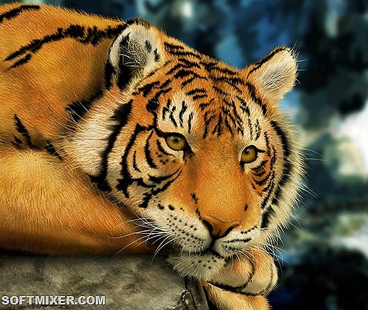 Tiger think-HD Tiger think-HD